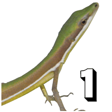 AIJiwr