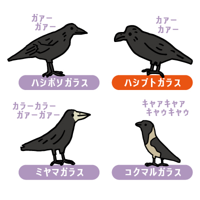 eyeCatch