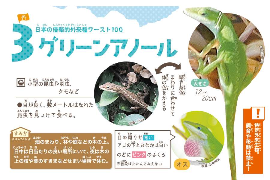 グリーンアノール