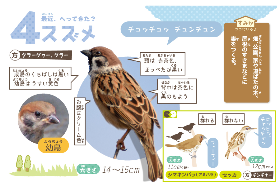 スズメ