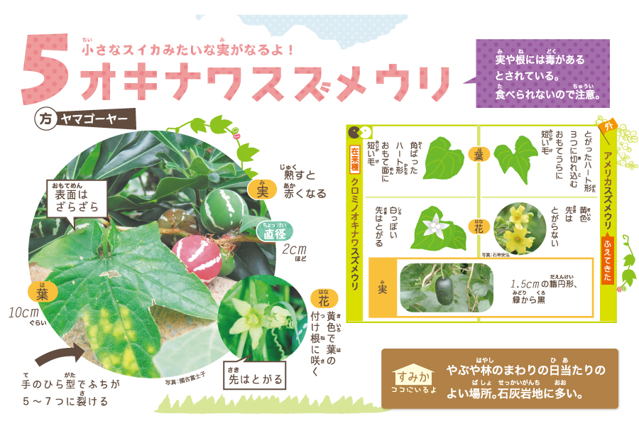 オキナワスズメウリ