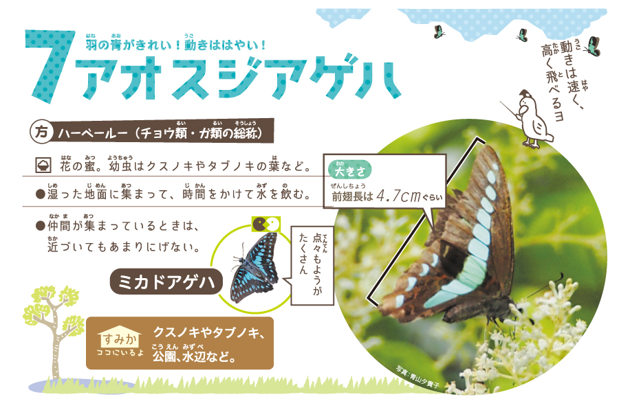 アオスジアゲハ