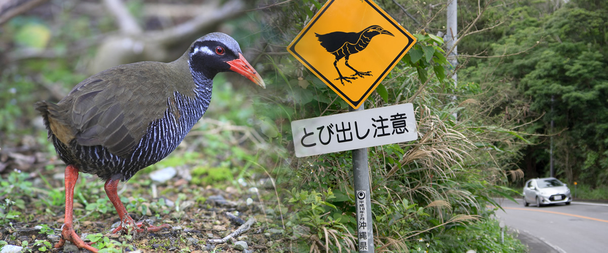  [ヤンバルクイナ]