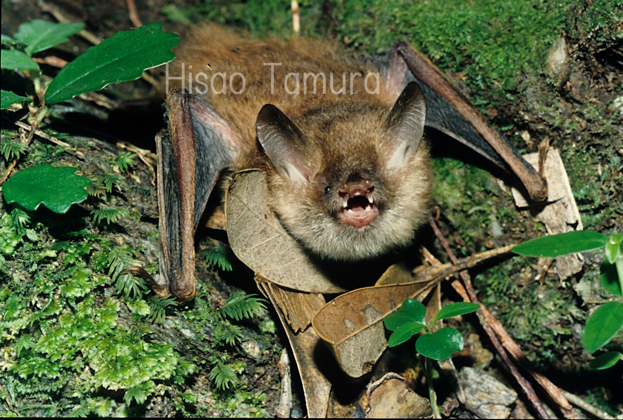 山に見られる種 沖縄県レッドデータブック 沖縄県の絶滅のおそれのある野生生物