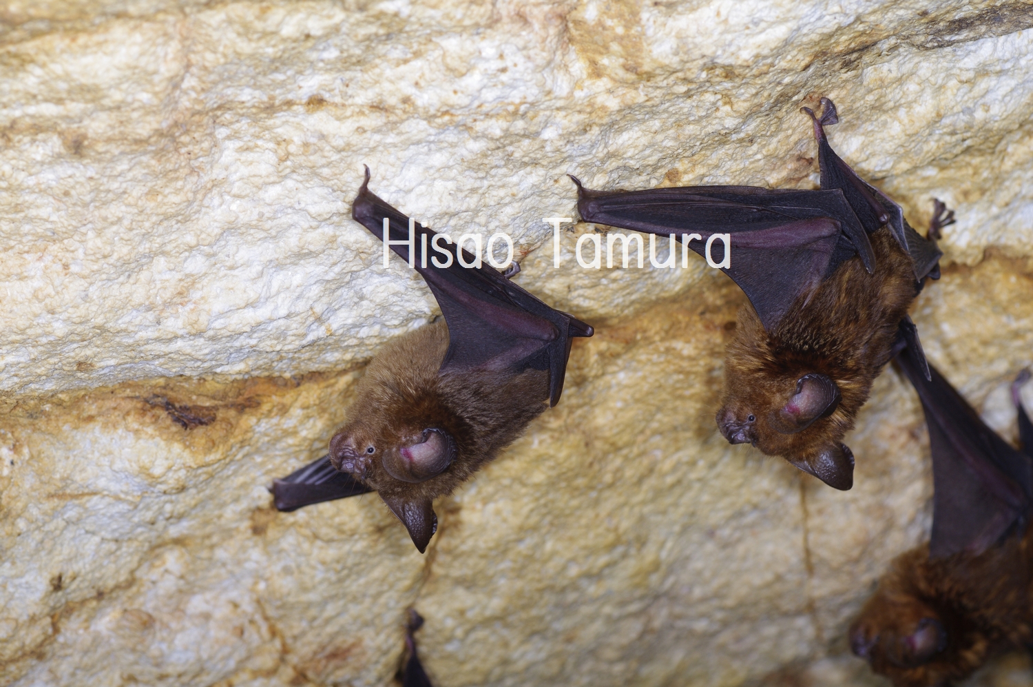 このほかの環境に見られる種 沖縄県レッドデータブック 沖縄県の絶滅のおそれのある野生生物