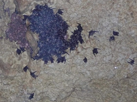 幼獣集団（左の肌色はリュウキュウユビナガ、右の黒色はオキナワコキクガシラ