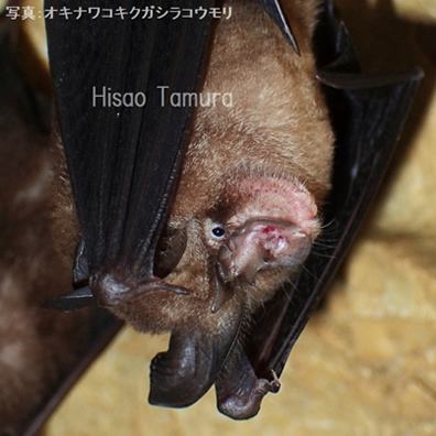 沖縄県レッドデータブック 沖縄県の絶滅のおそれのある野生生物トピック（哺乳類）