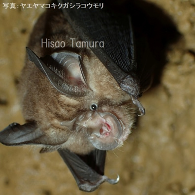トピック 哺乳類 沖縄県レッドデータブック 沖縄県の絶滅のおそれのある野生生物