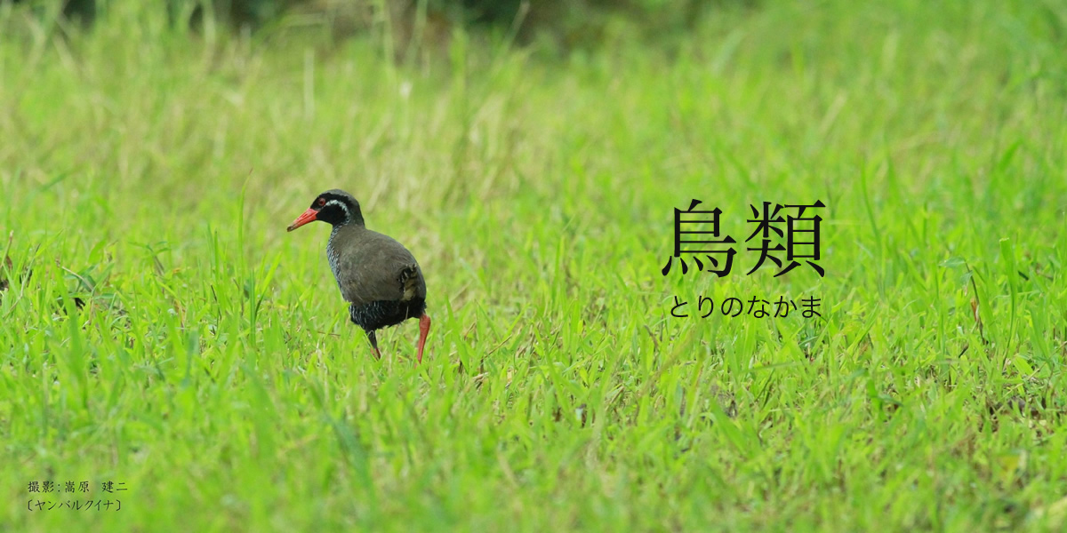 鳥類 [ヤンバルクイナ]