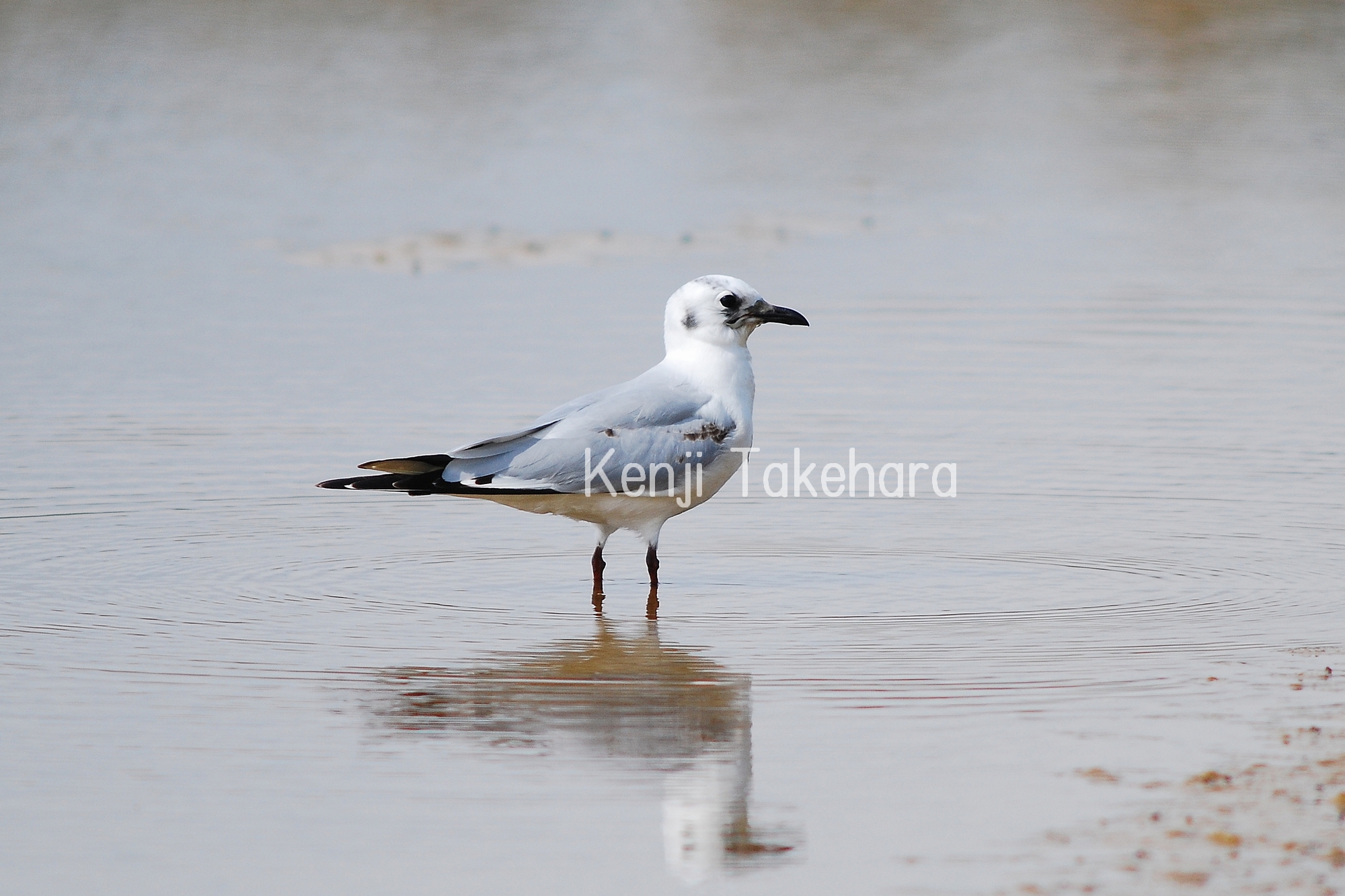 干潟や海に見られる種 沖縄県レッドデータブック 沖縄県の絶滅のおそれのある野生生物