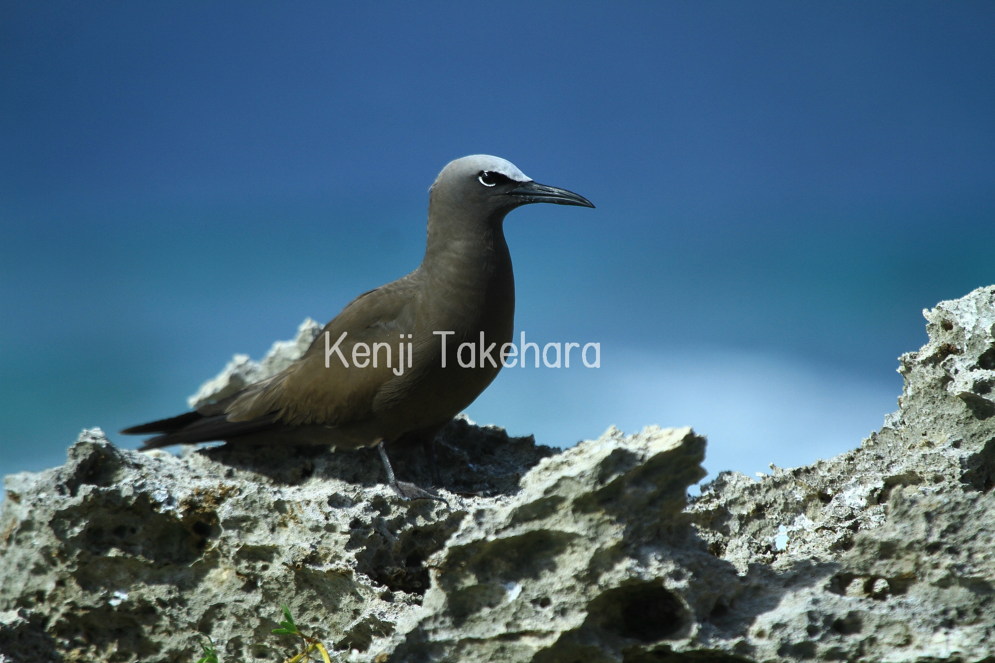 干潟や海に見られる種 沖縄県レッドデータブック 沖縄県の絶滅のおそれのある野生生物