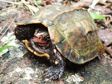 リュウキュウヤマガメ