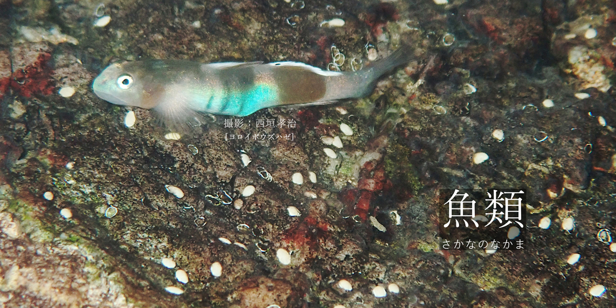 魚類 沖縄県レッドデータブック 沖縄県の絶滅のおそれのある野生生物