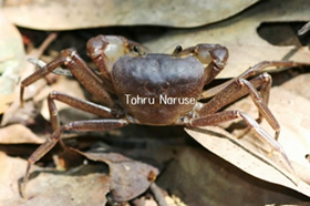 ヒメユリサワガニ（沖縄島南部）