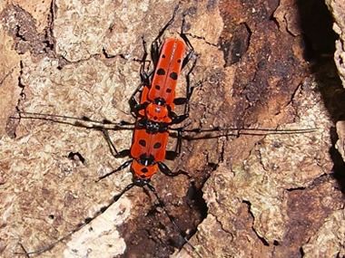 ベニボシカミキリ（石垣島の個体群）※写真は西表島産