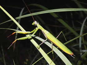 ウスバカマキリ