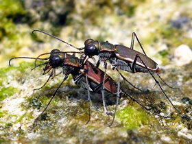 シロヘリハンミョウ琉球亜種（沖縄島の個体群）