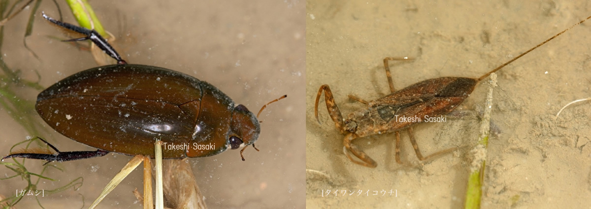 トピック 昆虫類 沖縄県レッドデータブック 沖縄県の絶滅のおそれのある野生生物