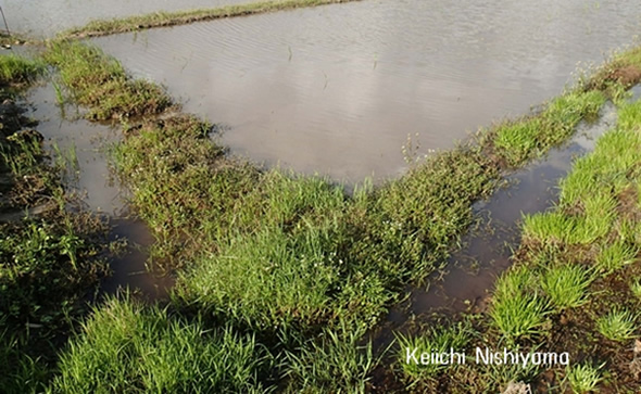 水田の脇に掘られた素掘り側溝（写真手前の溝状の部分）