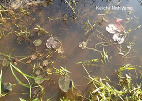 年中水があるような水田（湿田）にはさまざまな水草が見られます