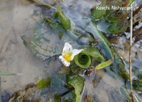 水田脇に生えるオオミズオオバコ