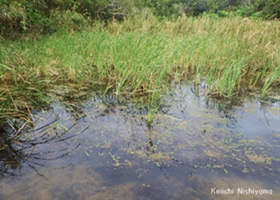 ヒメガマやヒルムシロなどの水草が繁茂する湿地