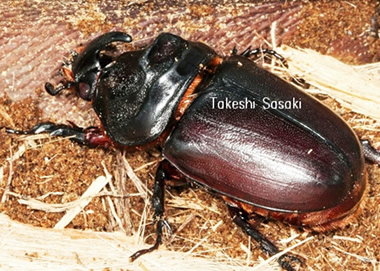 ヒサマツサイカブト（南大東島）　