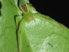 ダイトウマルガタワカバグモ♀