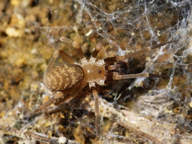 リュウキュウカヤシマグモ♀