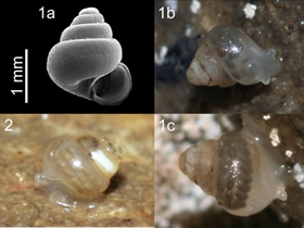 沖縄島のホラアナゴマオカチグサ類似種群